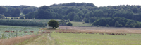 Fallow Deer