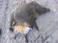 Wild boar a fox